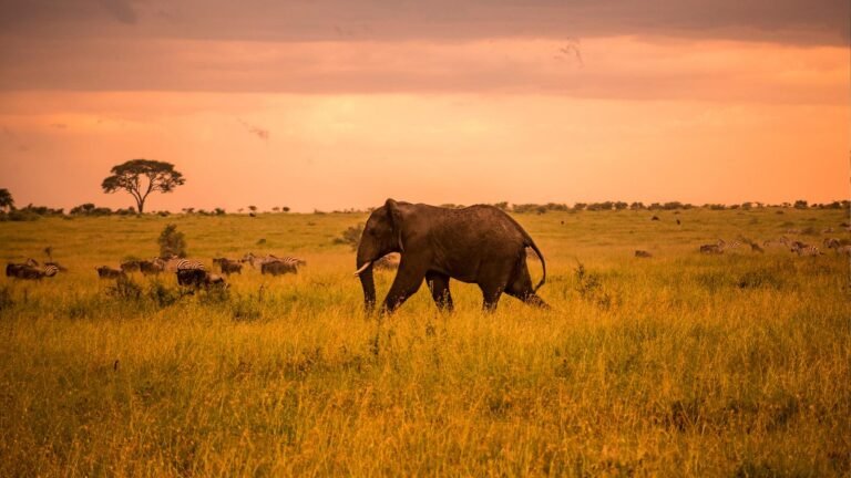 Zanzibar: The Ultimate Tropical Escape – Beaches, Culture & Adventure ​