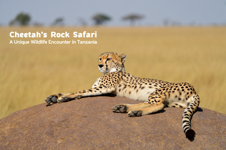 Cheetah’s Rock Safari – Up-Close Wildlife Experience