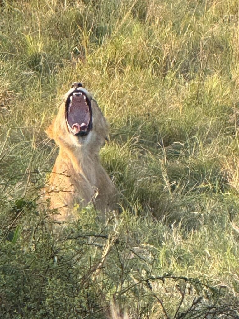 Day 2: Scenic Drive from Nairobi to Masai Mara & First Game Drive Experience