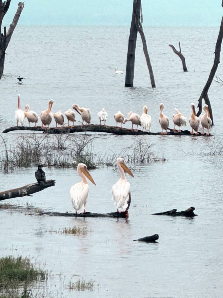 Lake Nakuru Safari Experience – Rhinos, Flamingos & Rift Valley Landscapes