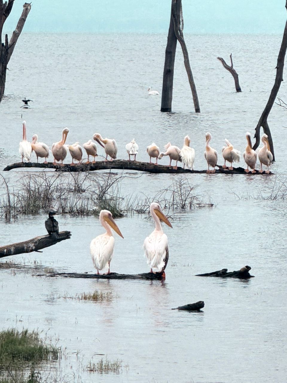 Lake Nakuru Safari Experience – Rhinos, Flamingos & Rift Valley Landscapes