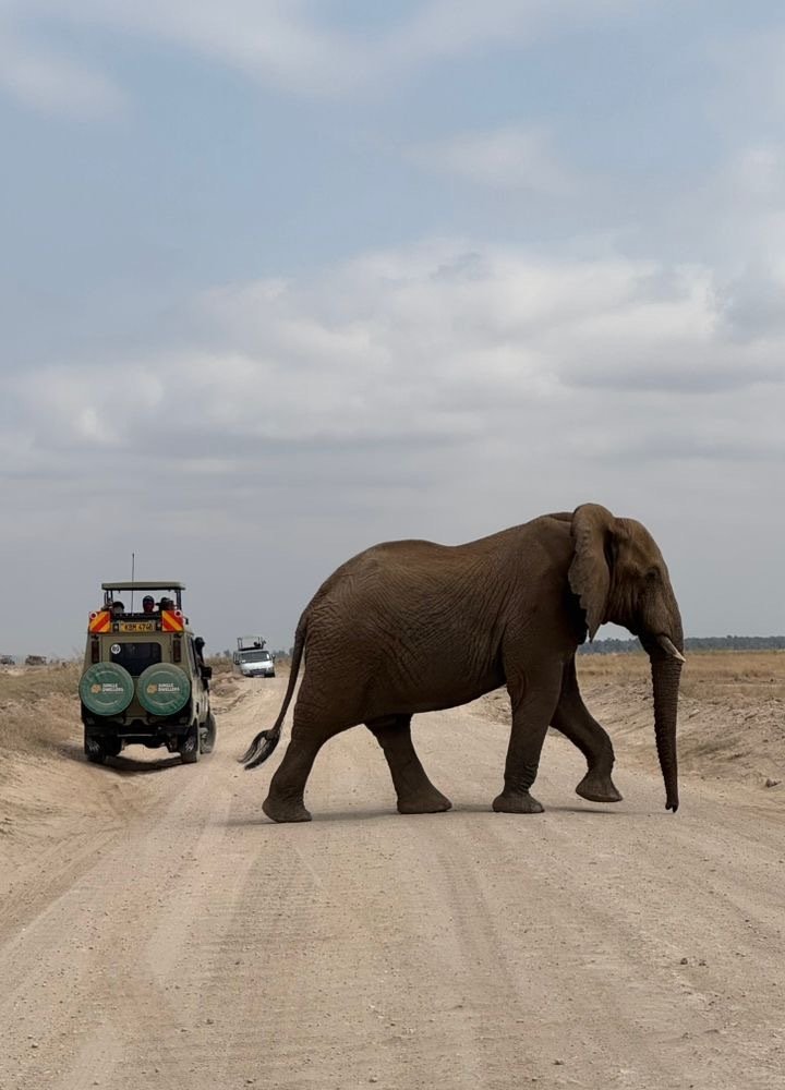 Full Day in Amboseli National Park with Mount Kilimanjaro Views