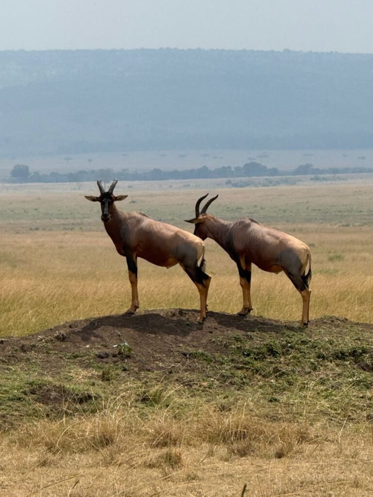 Day 4 in Masai Mara: A Pure Wildlife Safari Experience