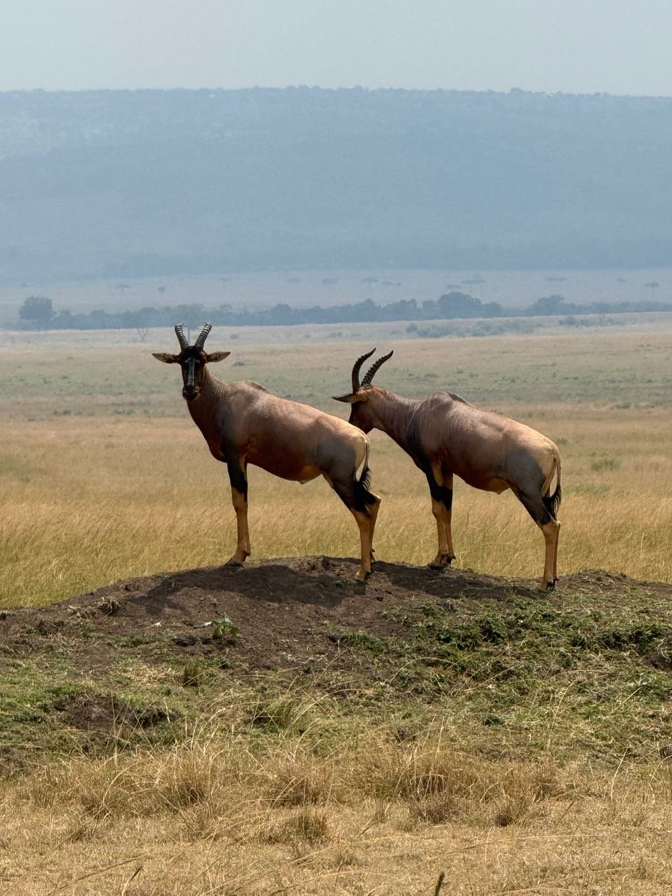 Day 4 in Masai Mara: A Pure Wildlife Safari Experience