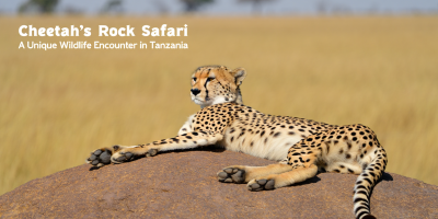 Cheetah’s Rock Safari – Up-Close Wildlife Experience